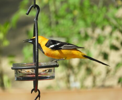 This is an image of a yellow bird (an oriole) taken in our backyard in Laguna Niguel, CA.