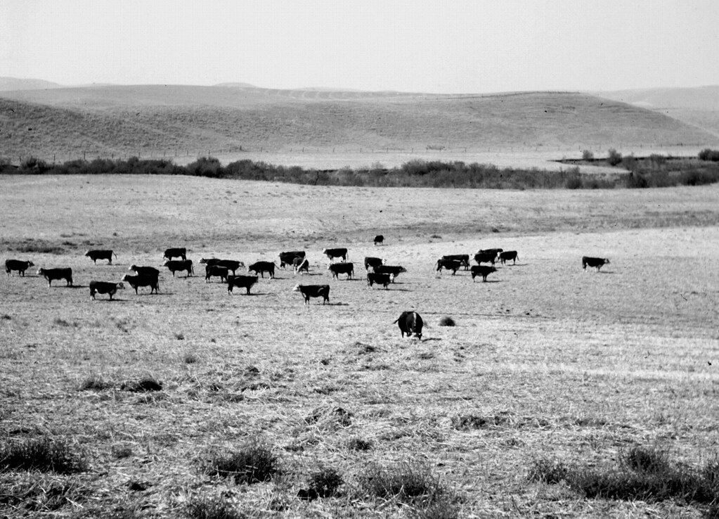 This is an image of Aliso Viejo in the 1960's. It is in black and white and has cows on a plain, supplied by the Orange County Archives.