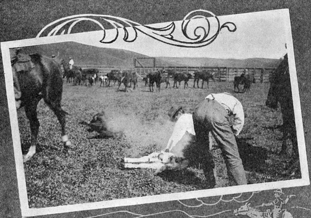 This is an image of Moulton Ranch in 1913 from the Orange County Archives. It shows two men branding cattle which are lying in the grass.